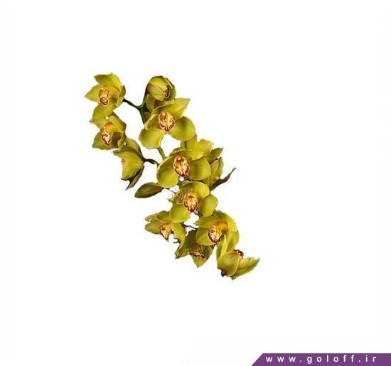 گل ارکیده سیمبیدیوم ماکسیما - Cymbidium Orchid | گل آف
